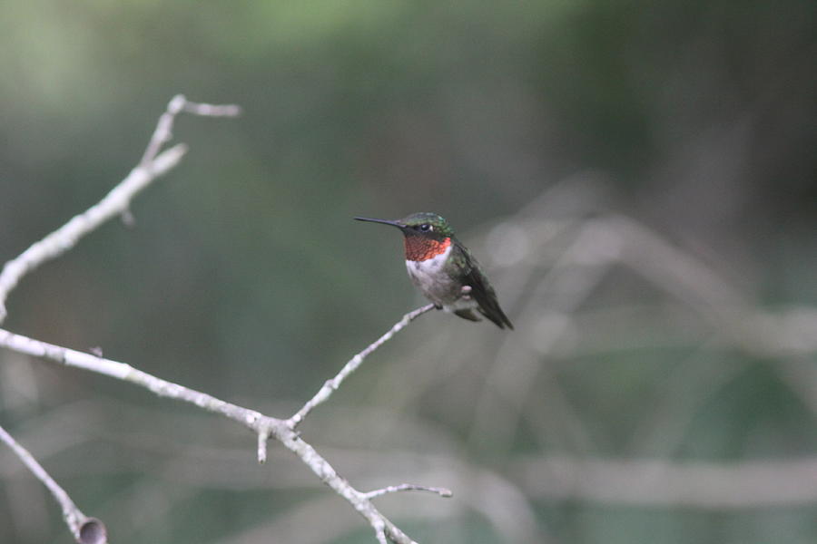 Ruby-throated Hummingbird  6412-5 Photograph by Travis Truelove