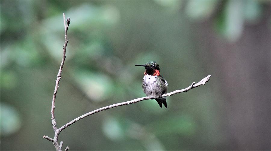 Ruby-throated Hummingbird 6413-6 Photograph
