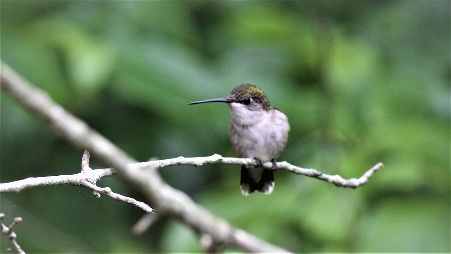 Ruby-throated Hummingbird  6704-3  Photograph by Travis Truelove
