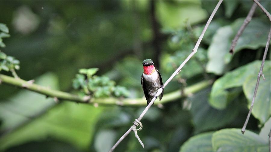 Ruby-throated Hummingbird  6858-6 Photograph by Travis Truelove