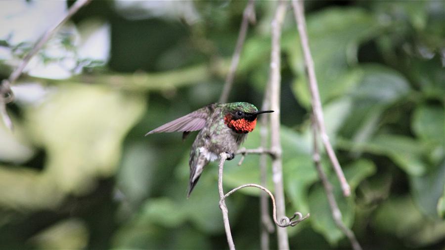 Ruby-throated Hummingbird  7109-6 Photograph