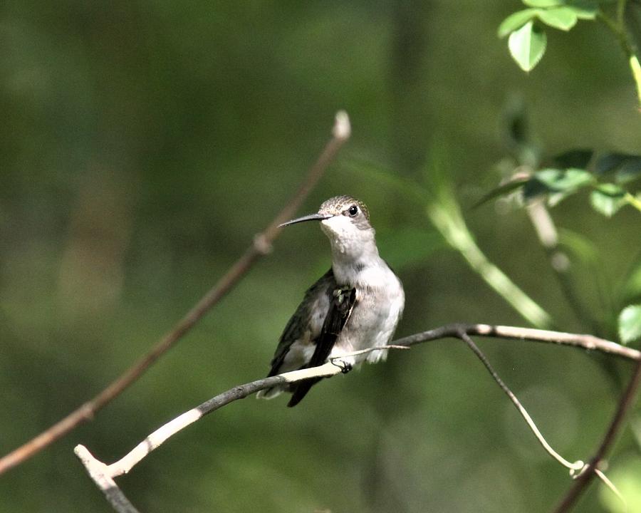 Ruby-throated Hummingbird  7110-3 Photograph