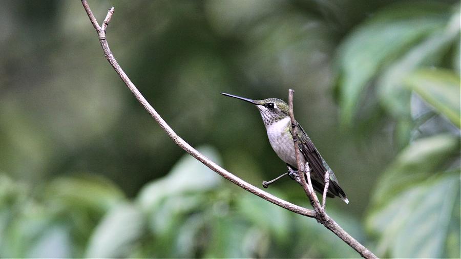 Ruby-throated Hummingbird  7147-5 Photograph
