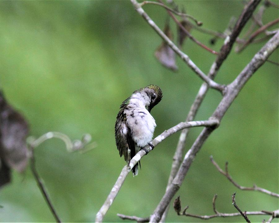 ,ruby-throated Hummingbird   7181 Photograph