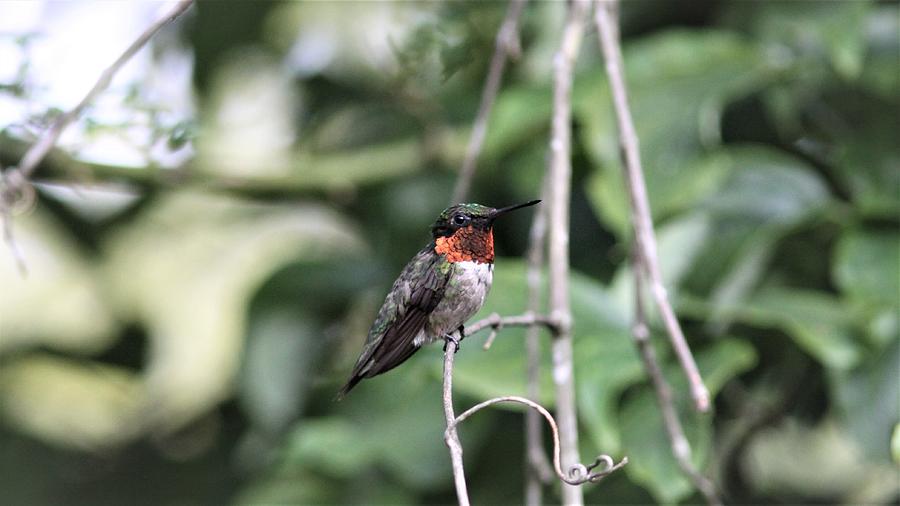 Ruby-throated Hummingbird  7271-6 Photograph
