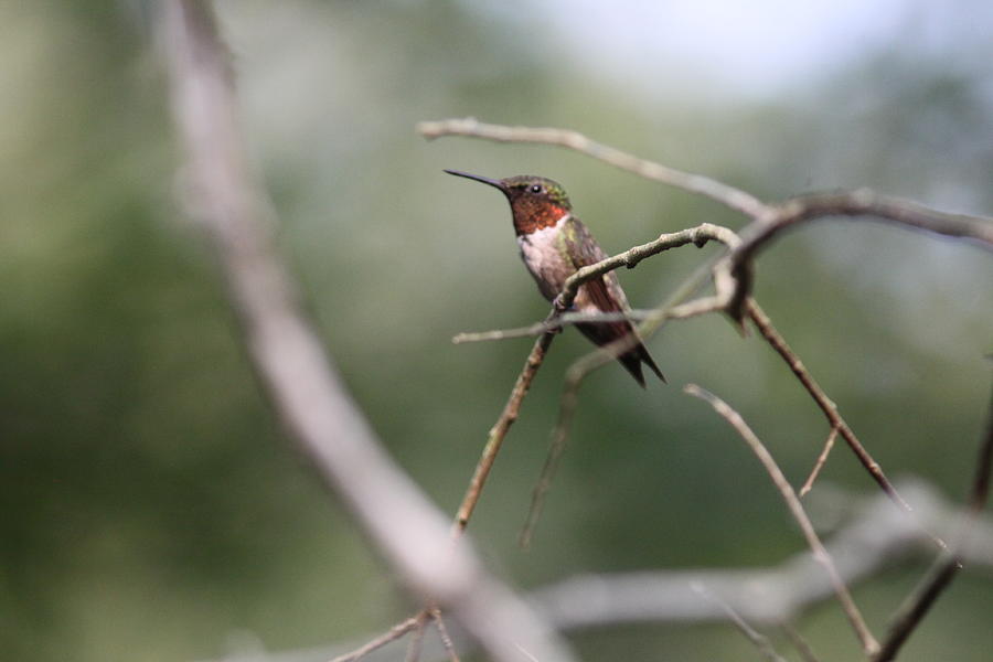 Ruby-throated Hummingbird  7391-6 Photograph