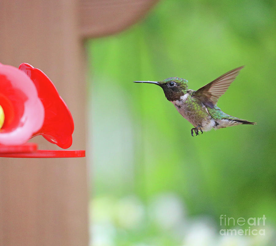 Ruby-throated Hummingbird 7471 Photograph by Jack Schultz