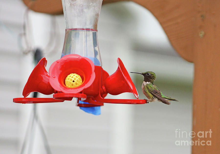 Ruby-throated Hummingbird 7663 Photograph by Jack Schultz