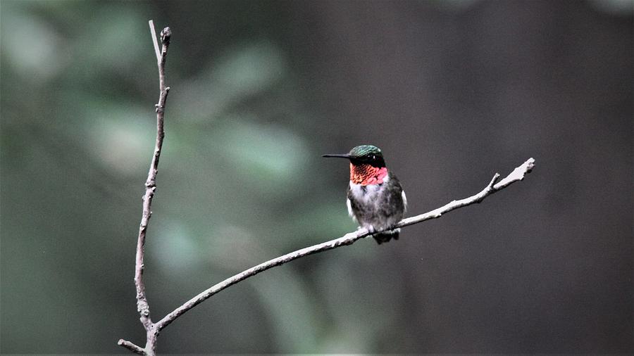Ruby-throated Hummingbird  7812-5 Photograph by Travis Truelove