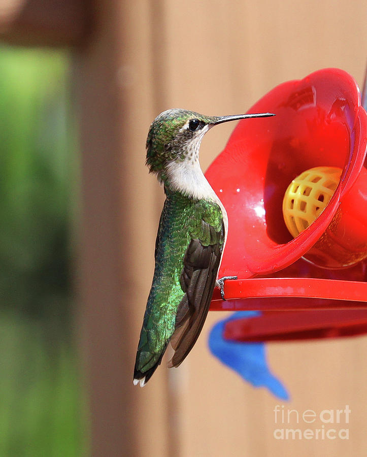 Ruby-throated Hummingbird 8062 Photograph by Jack Schultz