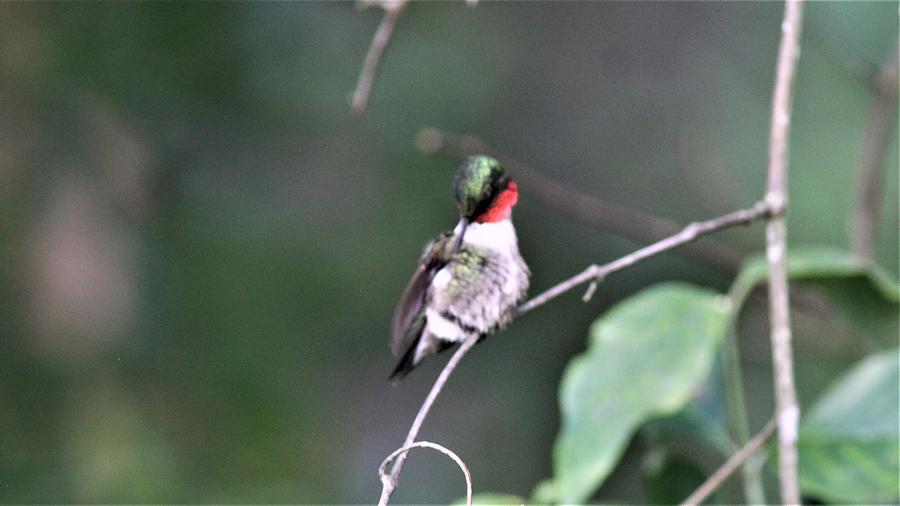 Ruby-throated Hummingbird   8126-4 Photograph by Travis Truelove
