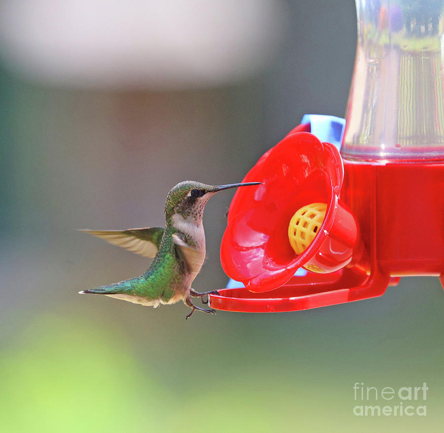 Ruby-throated Hummingbird 8194 Photograph by Jack Schultz