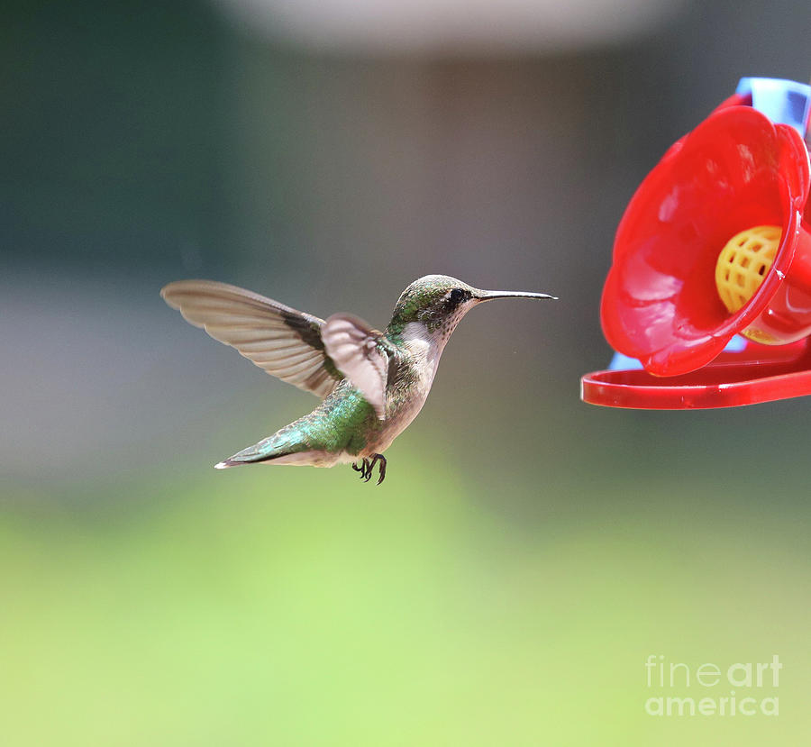Ruby-throated Hummingbird 8198 Photograph by Jack Schultz