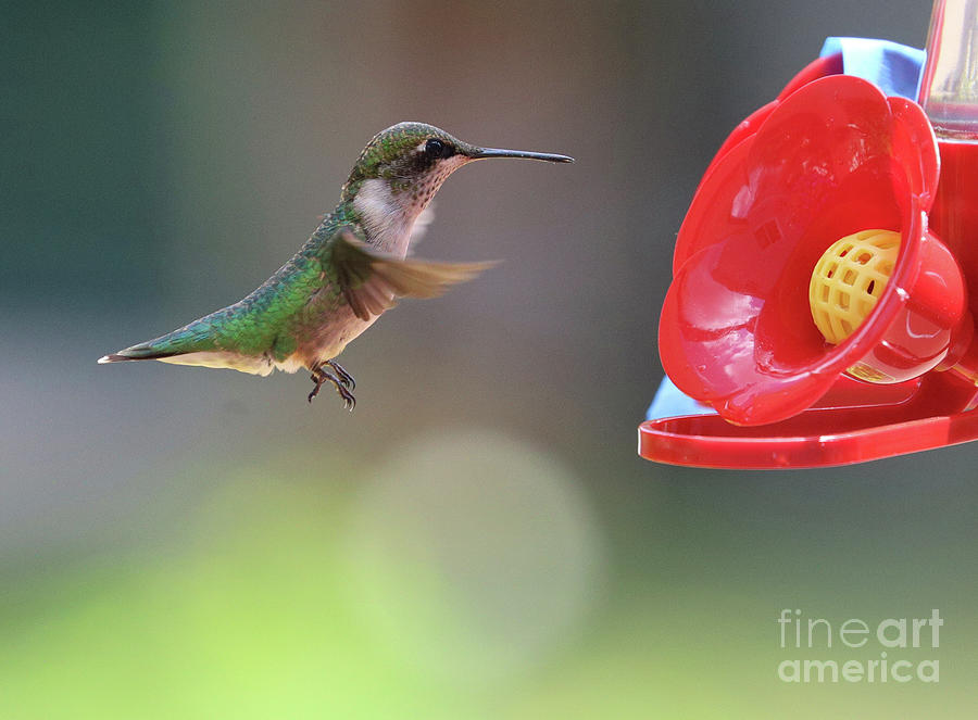 Ruby-throated Hummingbird 8217 Photograph by Jack Schultz