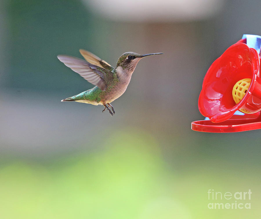Ruby-throated Hummingbird 8218 Photograph by Jack Schultz