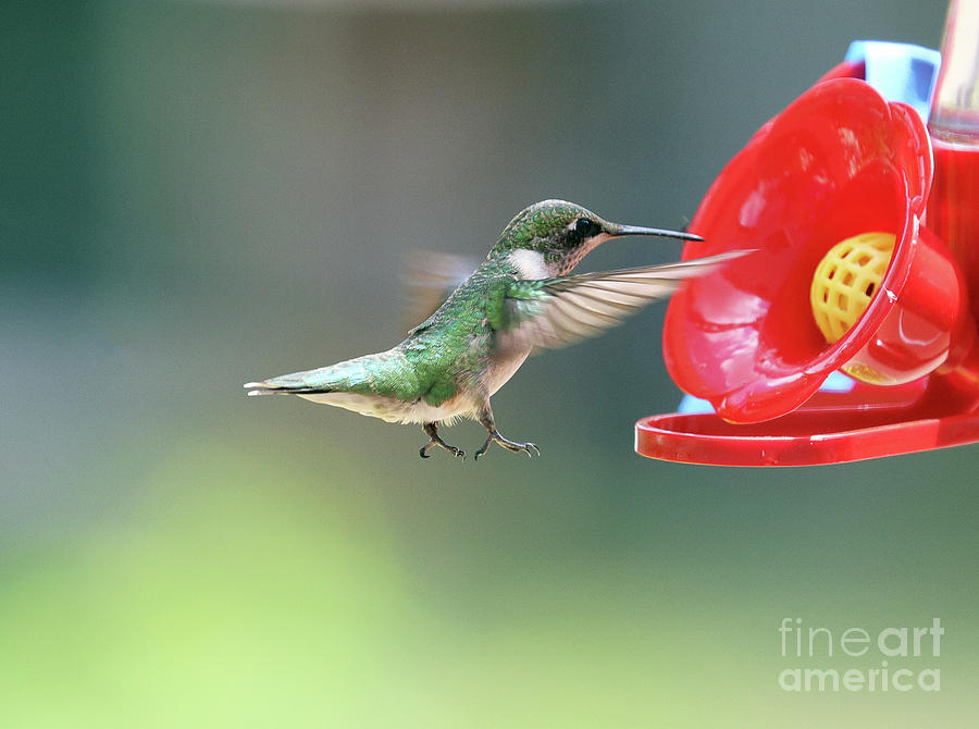 Ruby-throated Hummingbird 8219 Photograph by Jack Schultz