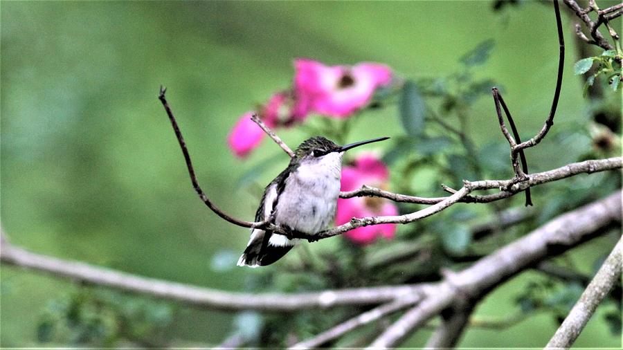 Ruby-throated Hummingbird, 8570-1-1 Photograph