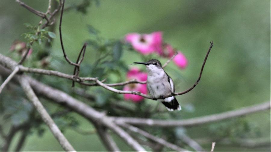 Ruby-throated Hummingbird  8712-1 Photograph by Travis Truelove