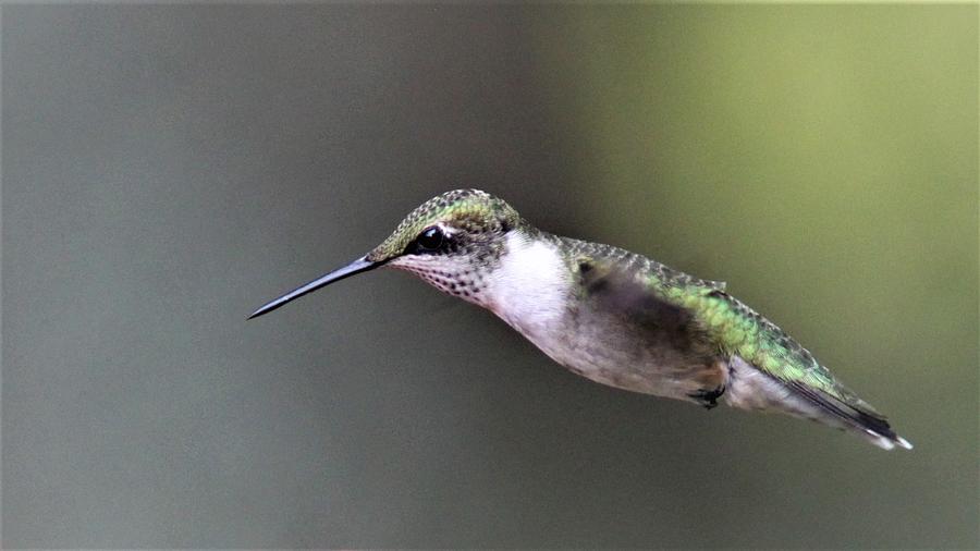 Ruby-throated Hummingbird  9478-3 Photograph