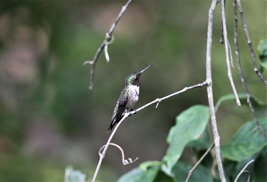 Ruby-throated Hummingbird  9589-2 Photograph