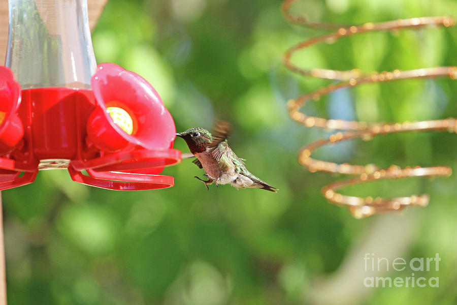 Ruby-throated Hummingbird 9615 Photograph by Jack Schultz