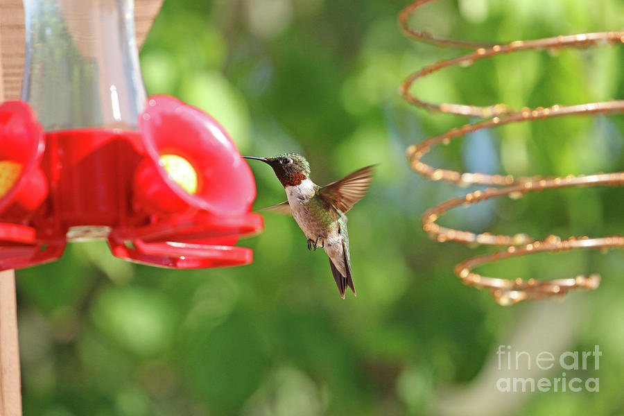 Ruby-throated Hummingbird 9619 Photograph by Jack Schultz