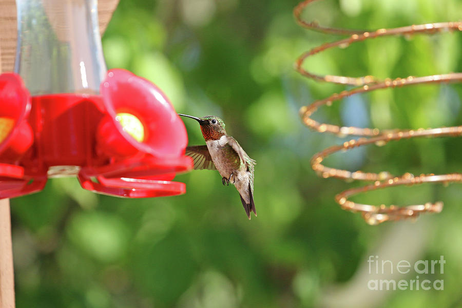 Ruby-throated Hummingbird 9620 Photograph by Jack Schultz