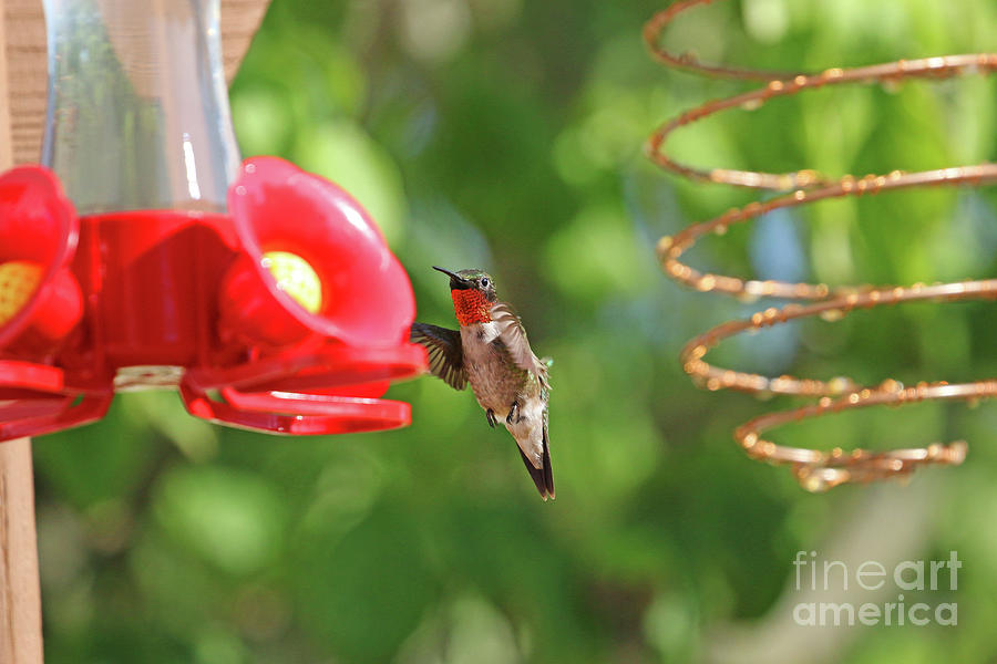 Ruby-throated Hummingbird 9623 Photograph by Jack Schultz
