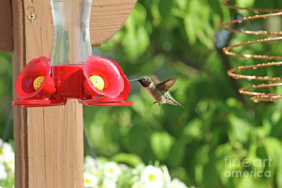 Ruby-throated Hummingbird 9689 Photograph by Jack Schultz