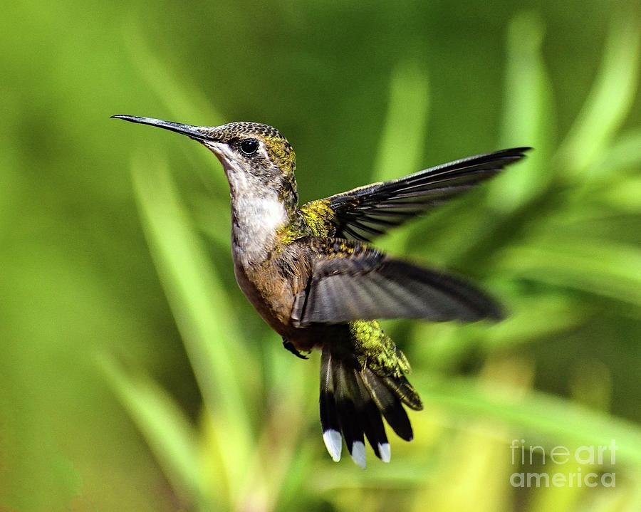 Ruby-throated Hummingbird Always In Motion Photograph