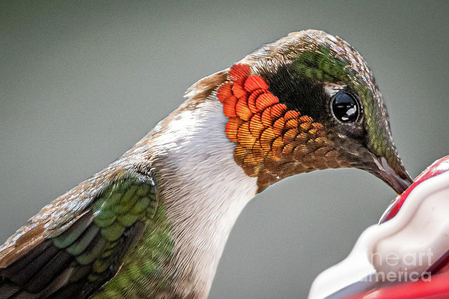 Ruby-Throated Hummingbird Photograph by Amfmgirl Photography
