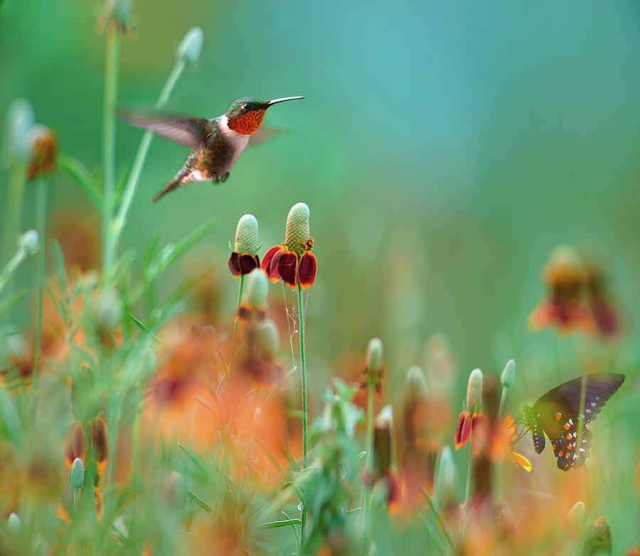 Nature Photograph - Ruby Throated Hummingbird among Mexican Hat Wildflowers by Tim Fitzharris