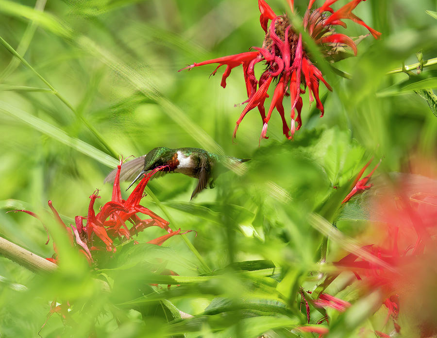 Ruby-throated Hummingbird Among The Monarda Photograph