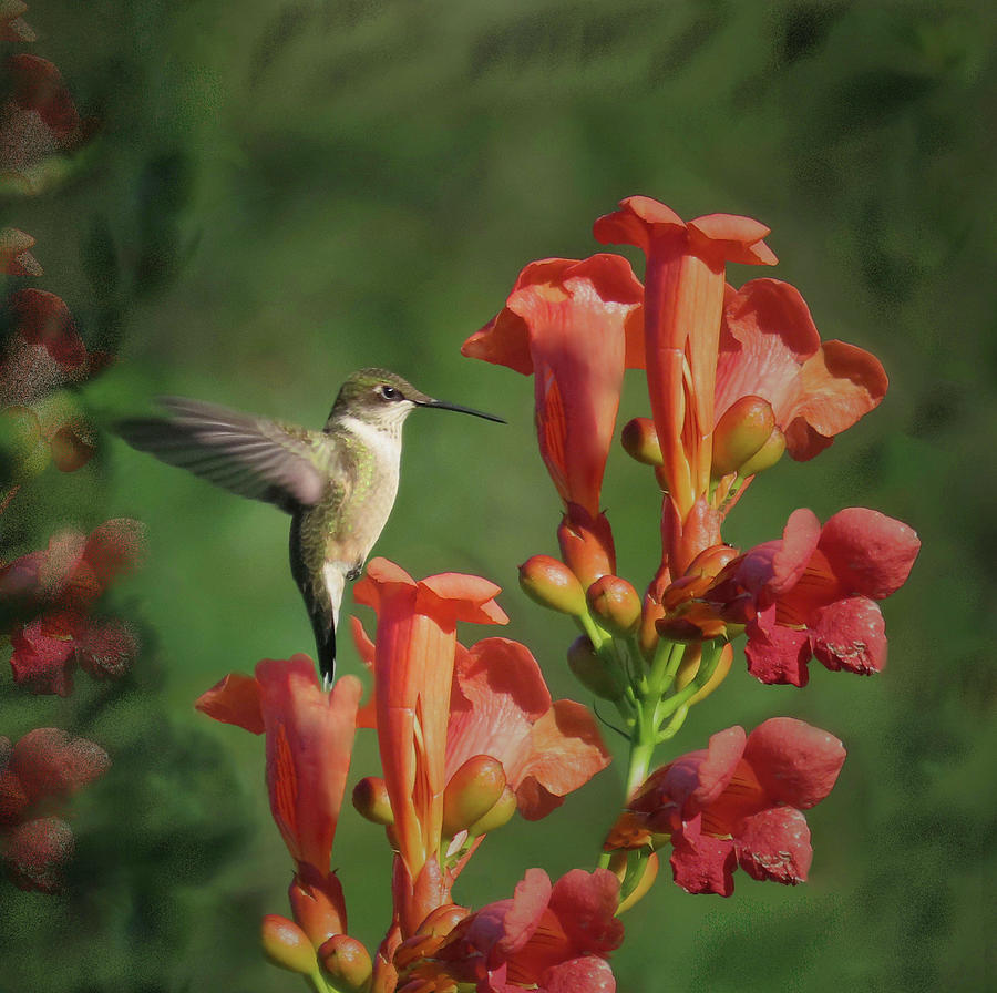 Ruby-Throated Hummingbird Amongst Trumpet Vine Photograph by Rebecca Grzenda