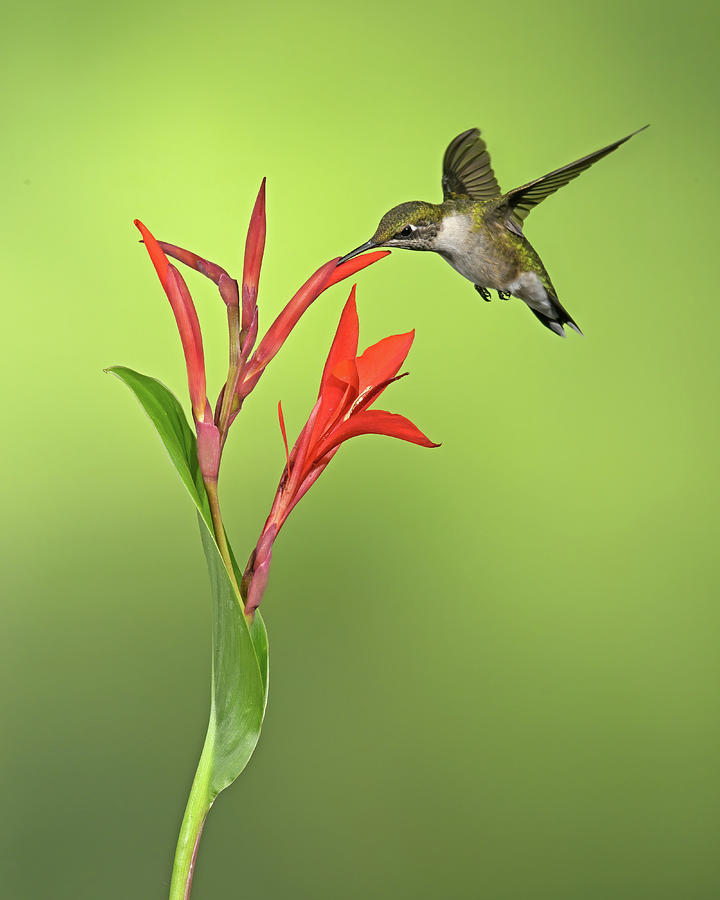 Ruby-throated Hummingbird and Canna Photograph by Jim Zablotny