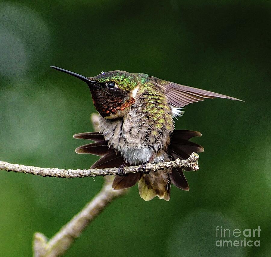 Ruby-throated Hummingbird And The Lone Raindrop Photograph