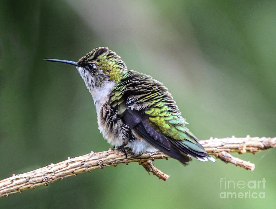 Juvenile Ruby-throated Hummingbird Appears Bigger By Fluffing Photograph