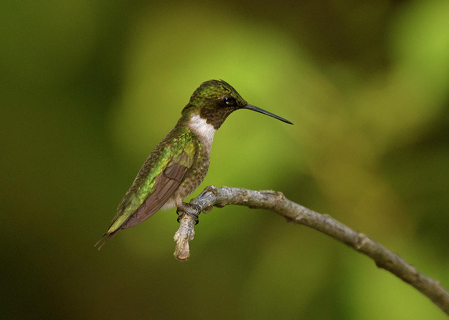 Ruby-throated hummingbird 2, Spring Migration 2020 Photographic Print Photograph by Eric Abernethy