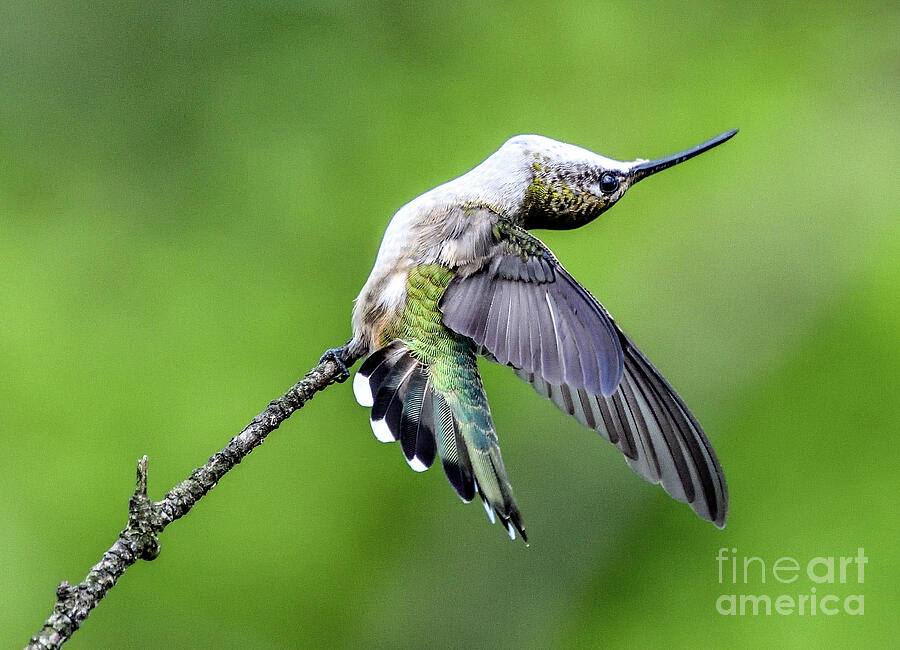 Ruby-throated Hummingbird Bending Over Backwards Photograph by Cindy Treger