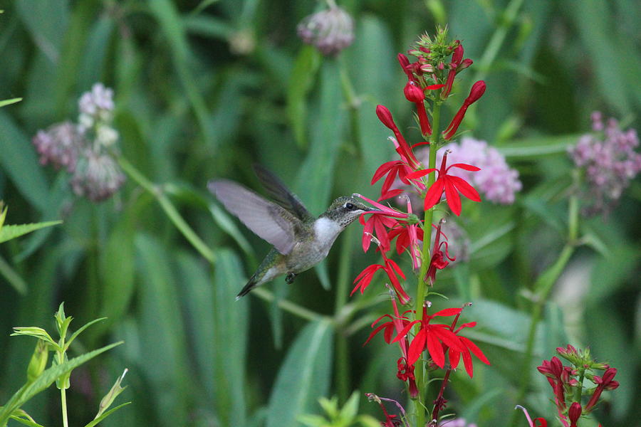 Ruby-throated Hummingbird Photograph - Ruby-throated Hummingbird by Callen Harty Ruby-throated Hummingbird Photograph - Ruby-throated Hummingbird by Callen Harty