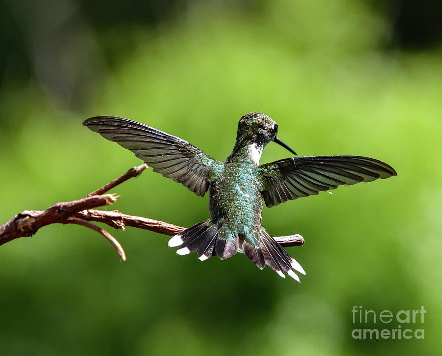 Ruby-throated Hummingbird Changing Directions Photograph
