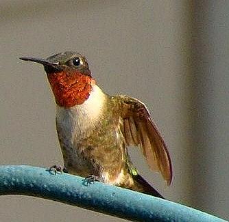 Ruby-Throated Hummingbird Photograph by Charlene Adler