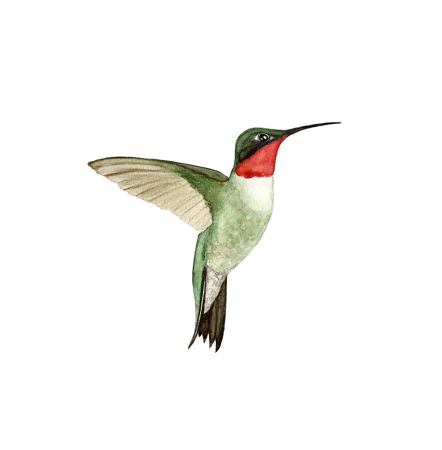 Ruby-throated Hummingbird Painting by Christiane Dobbins