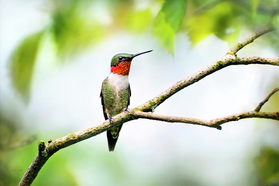 Ruby Throated Hummingbird Photograph by Christina Rollo