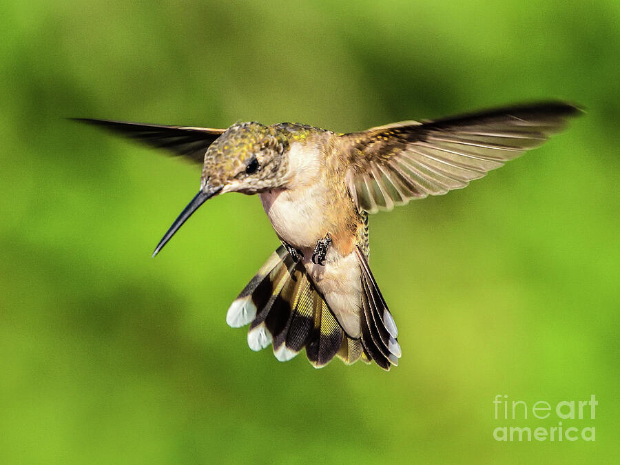 Ruby-throated Hummingbird Concentrating Photograph