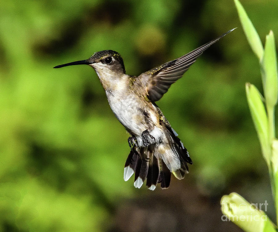 Ruby-throated Hummingbird Display Impeccable Beauty Photograph by Cindy ...