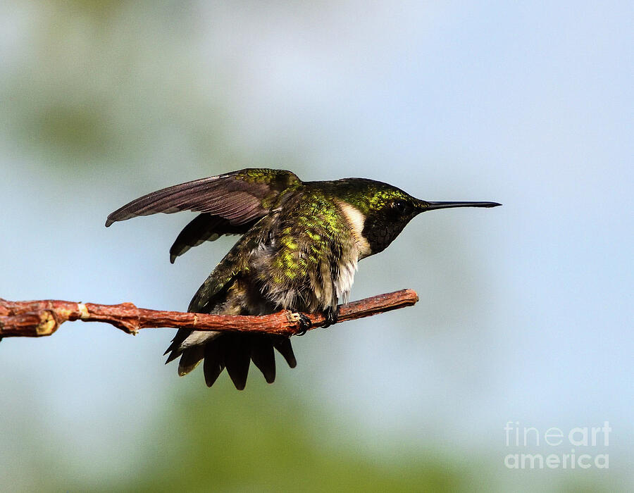 Ruby-throated Hummingbird Doing His Stretching Exercise Photograph