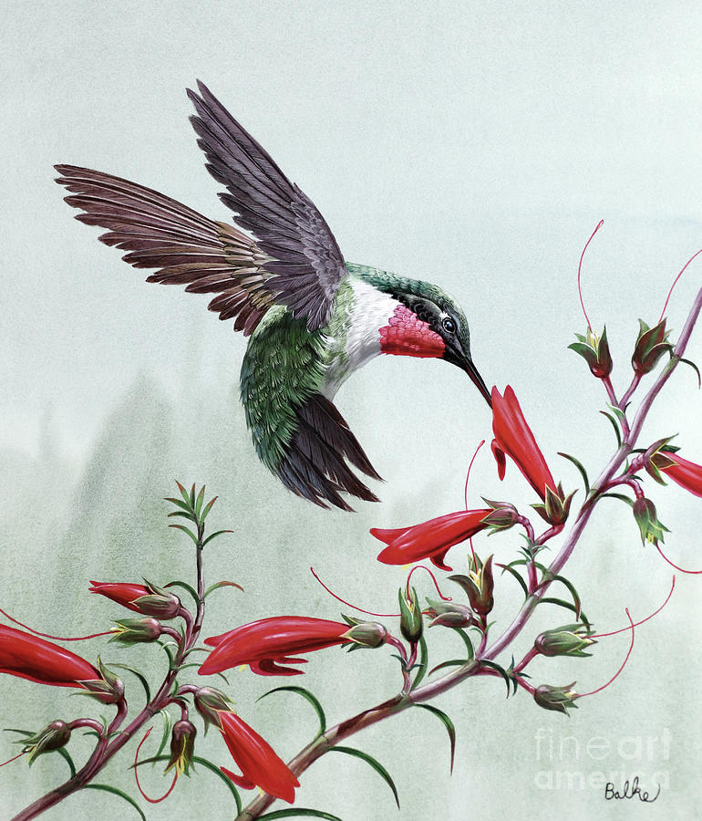 Ruby-throated Hummingbird Painting by Don Balke