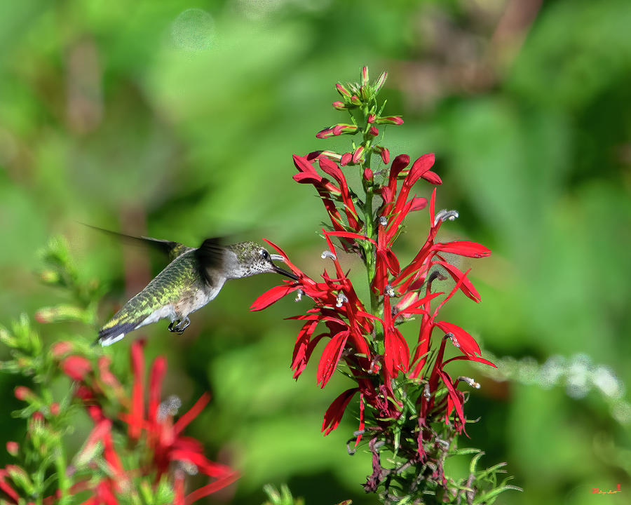 Ruby-throated Hummingbird DSB0381 Photograph by Gerry Gantt