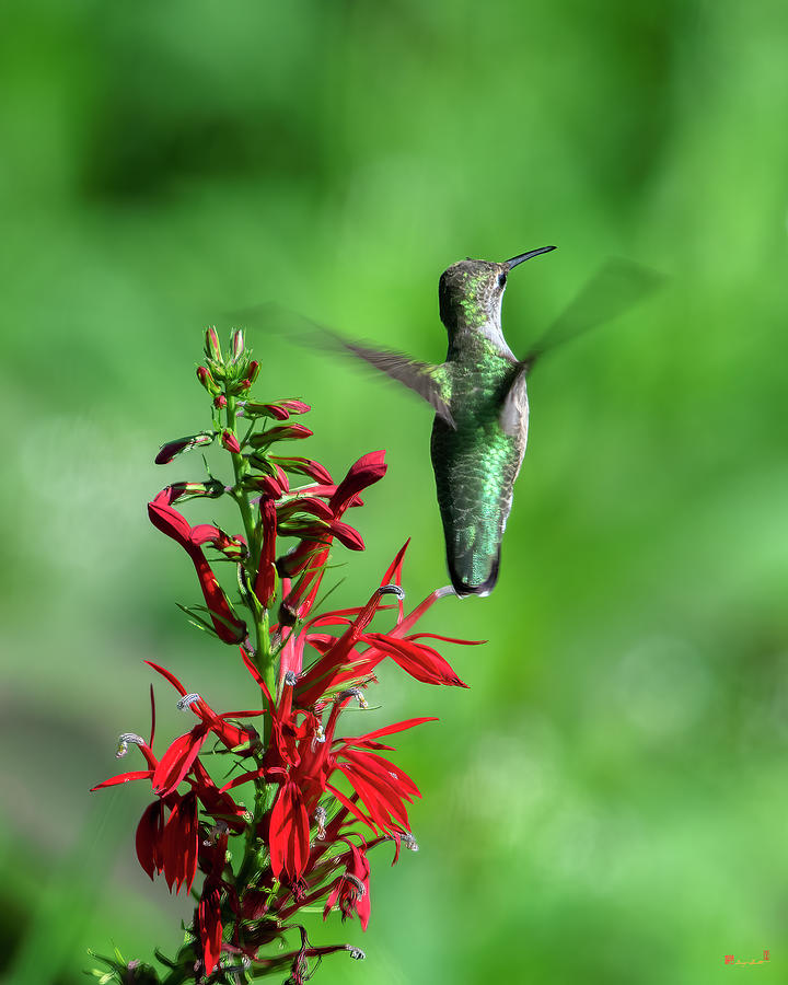 Ruby-throated Hummingbird DSB0384 Photograph by Gerry Gantt